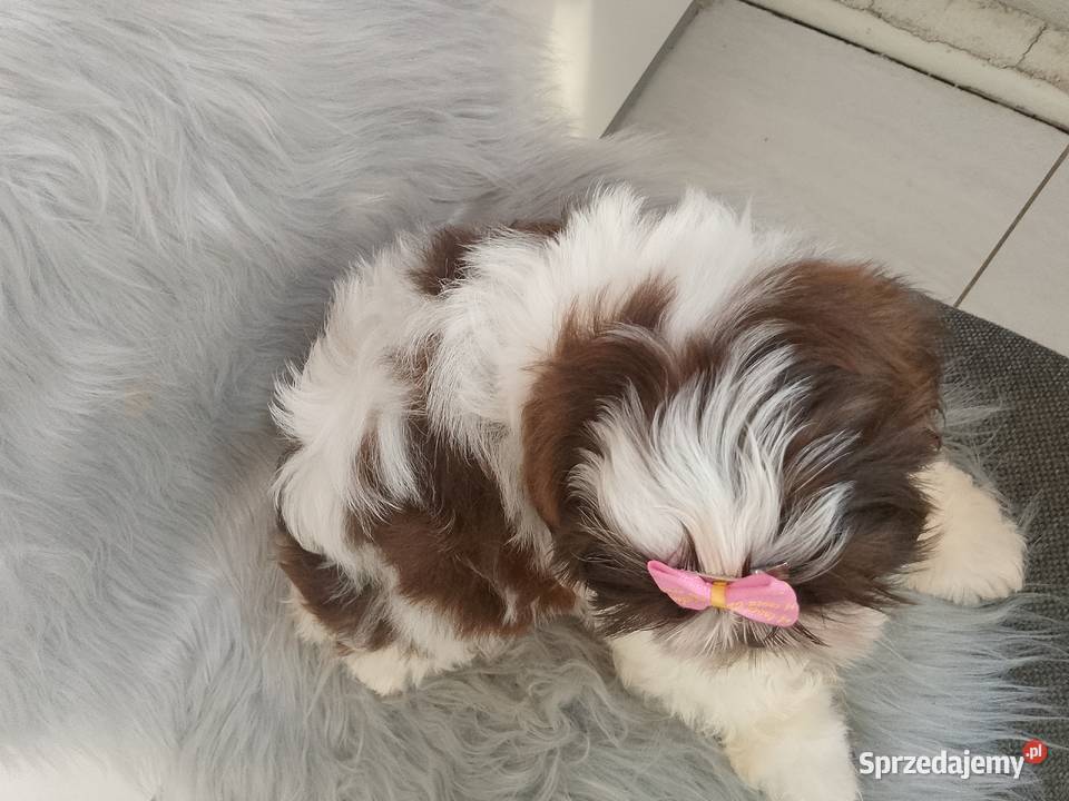 Biało czekoladowa suczka rasy ShihTzu wielkopolskie Ostrzeszów