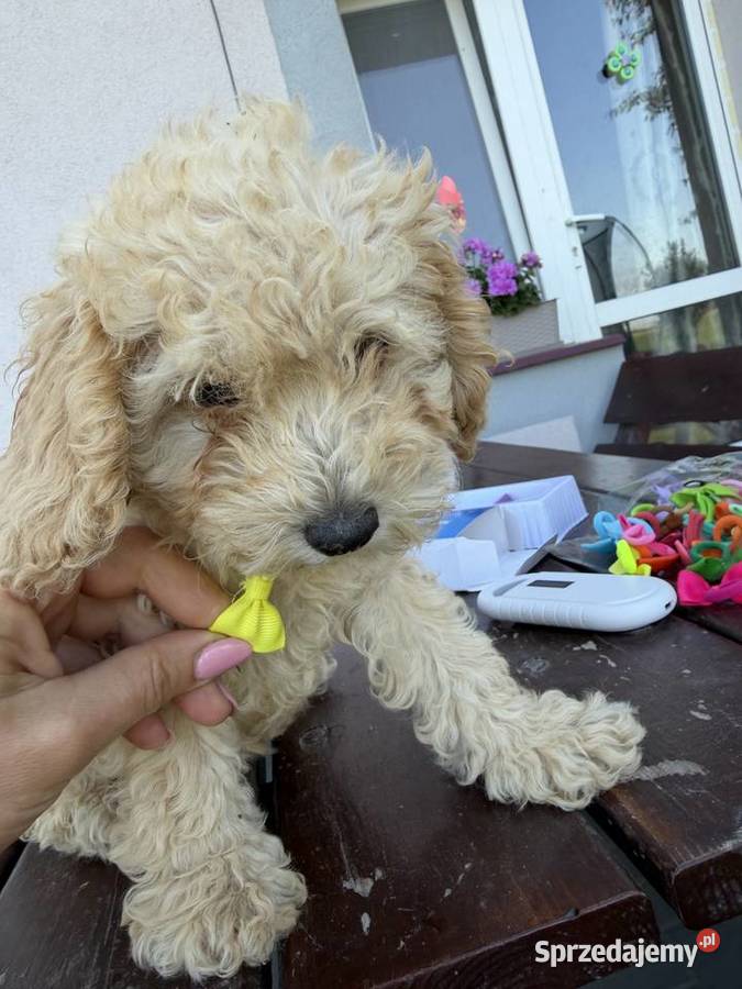 Pudel toy Deszkowice Pierwsze