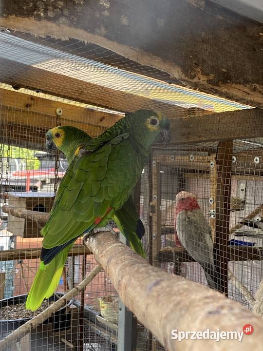 Para Amazonki niebieskoczelne Damasławek