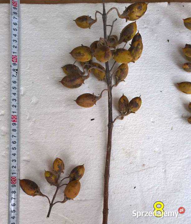 Drzewa tlenowe Paulownia OXYTREE tegoroczne Rudnik nad Sanem