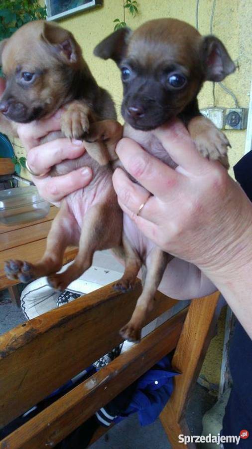 pieski ratlerki sarenka Lorenki