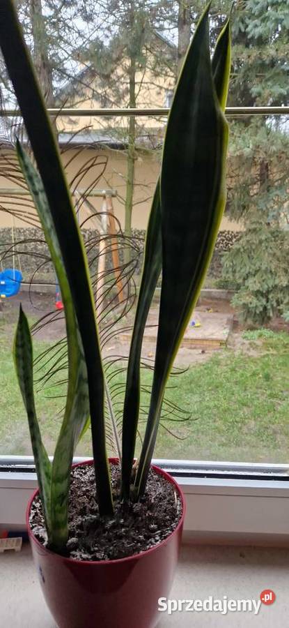 Sansevieria WĘŻOWNICA roślina GWINEJSKA dolnośląskie Kamieniec Wrocławski