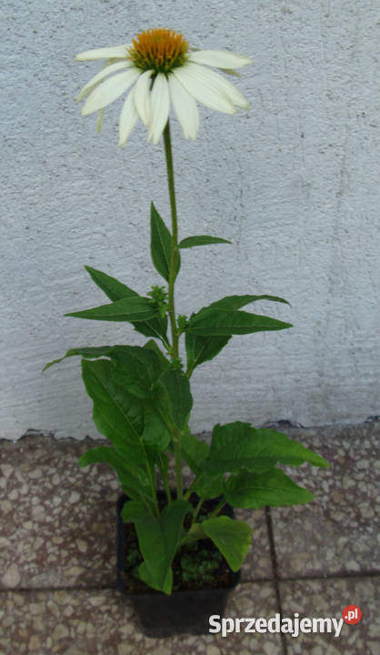 JEŻÓWKA Pow Wow White Echinacea sadzonki w Rośliny kujawsko-pomorskie