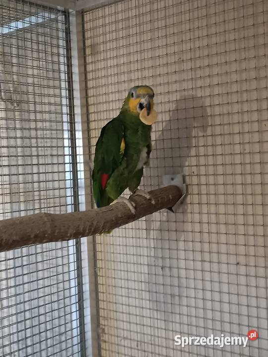 Amazonka modrobrewa Orzesze