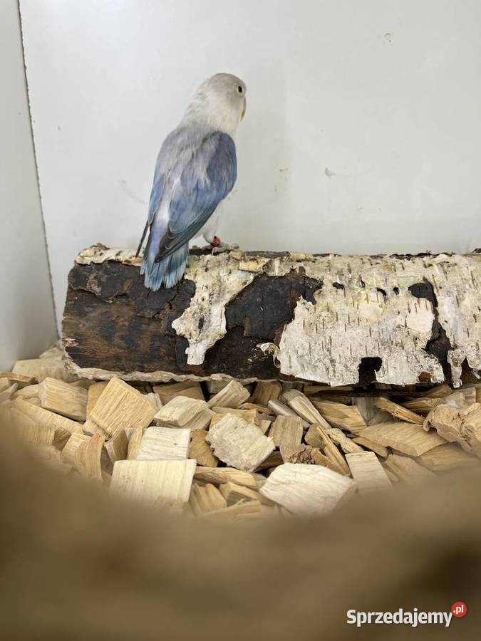 Nierozłączki turkuseuving Ryki