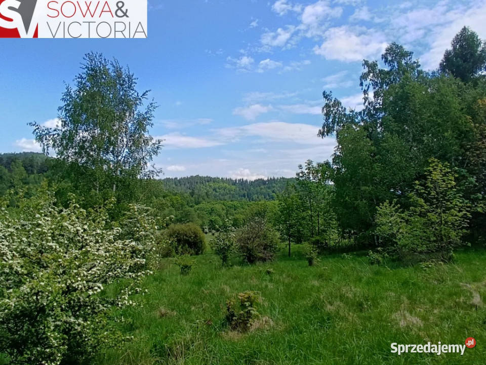 Widok na góry piękny drzewostan lesie dolnośląskie Jedlina-Zdrój sprzedam