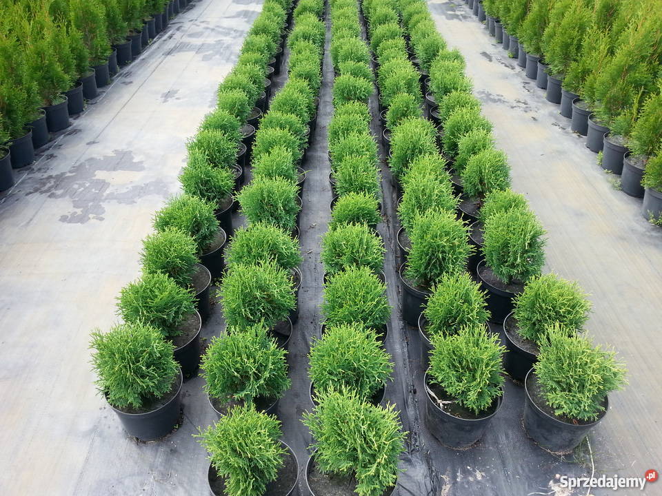 tTUJA SZMARAGD THUJA SMARAGD ŻYWOTNIK ZACHODNI Ossolin