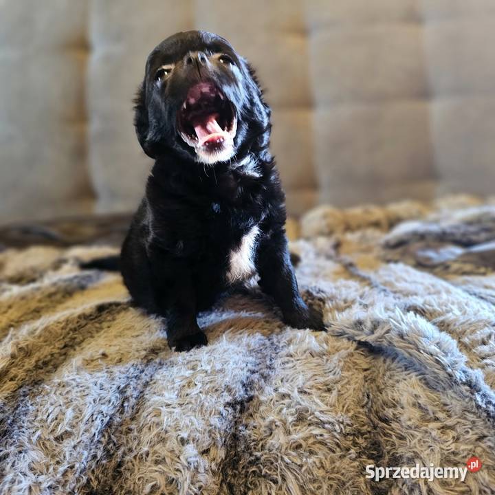 Chihuahua Słodki Blaki szuka nową rodzinkę