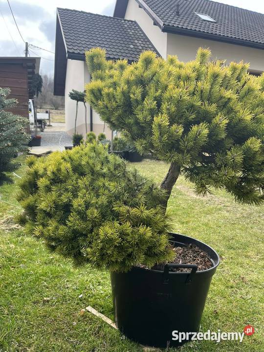 klon palmowy 300 Biertowice