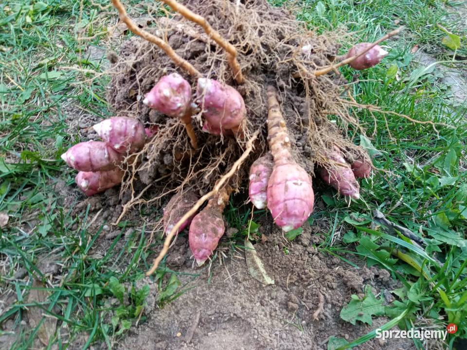 Topinambur sadzonki bulwy