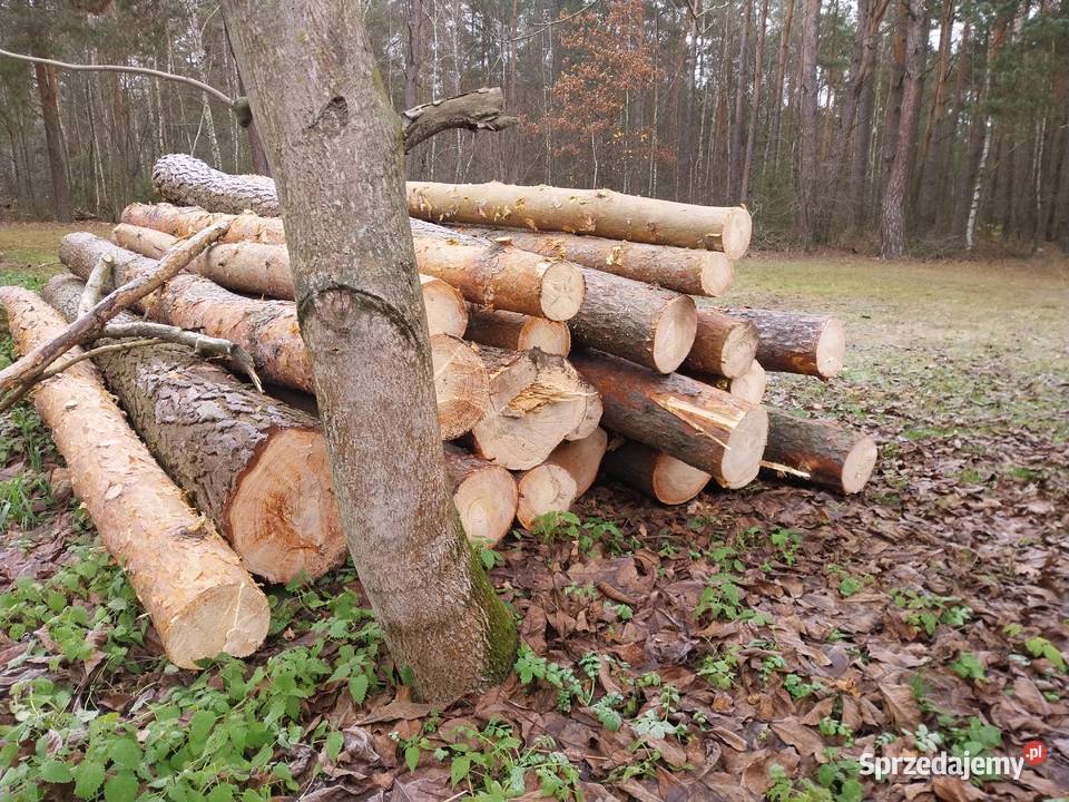 drewno tartaczne Węgrów