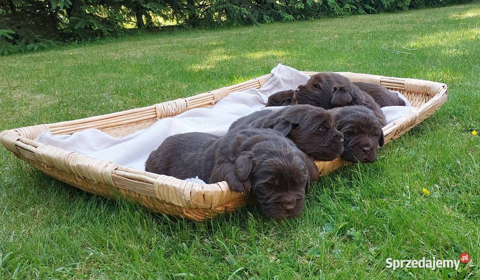 Nowofundland szczeniaki czekoladowe Mycielin