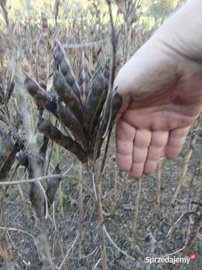 Sprzedam łubin Butan Rożnowo