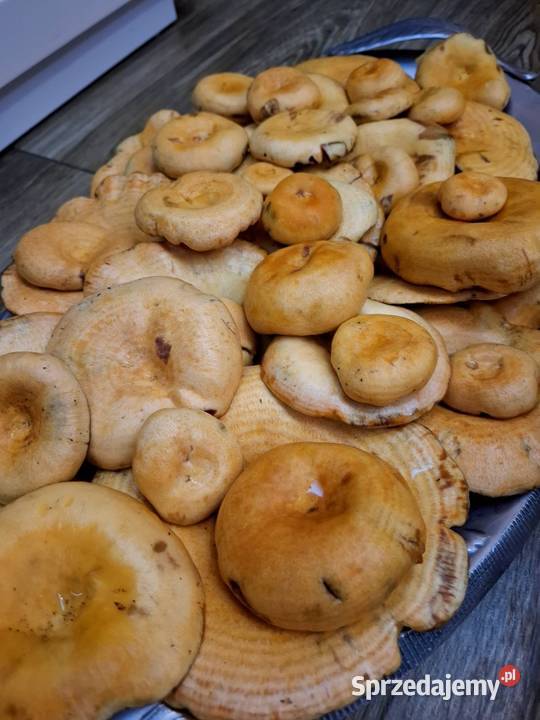 Grzyby rydze prawdziwki kozaki Kraków