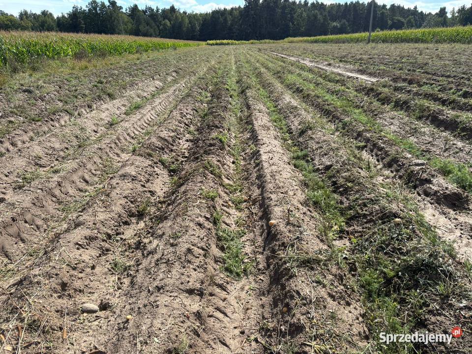 Ścinacz łęt łęty łęcin łęciarka Grimme ks1500 sprzedam