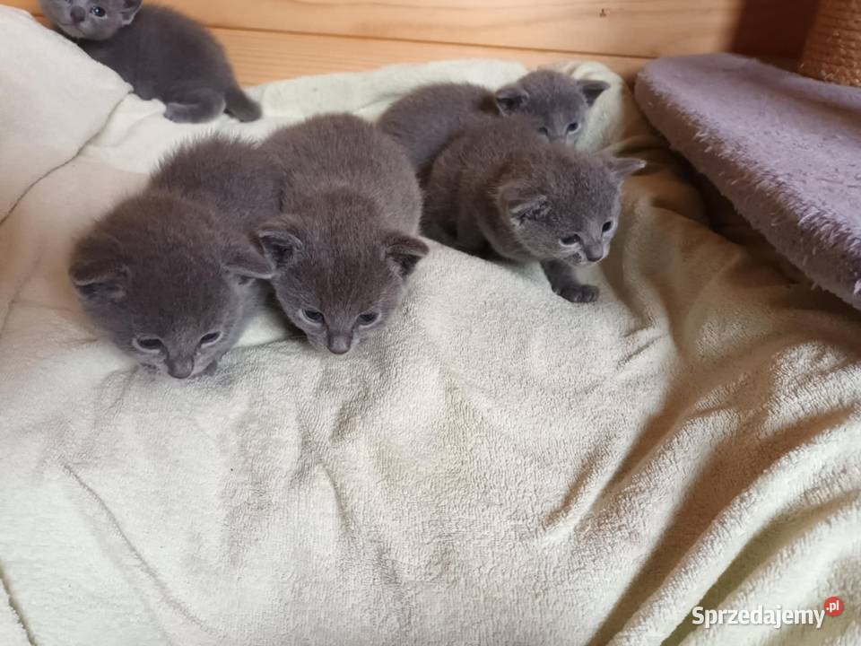 Sprzedam kocięta rasy rosyjskiej niebieskie z Andrychów
