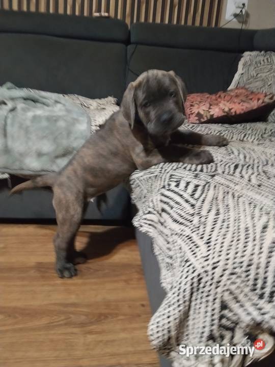 Cane corso Italiano Mogilno