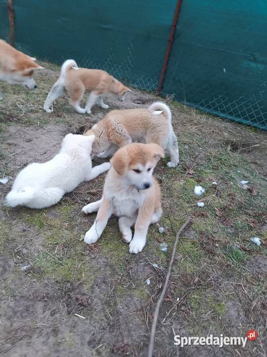 Akita Inu czerwone i białe gotowe do zmiany domu Kock sprzedam