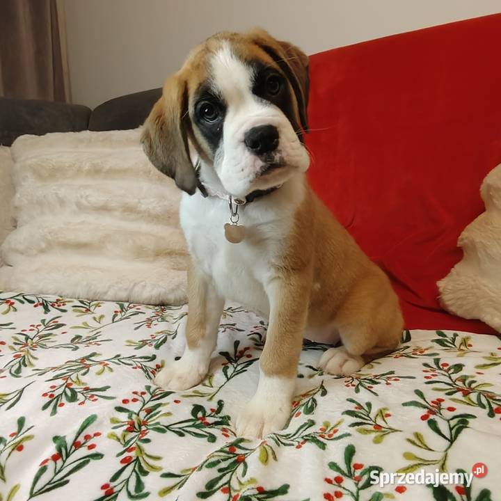 Bokser szczenięta przebadanych rodzicach Zakrzów sprzedam