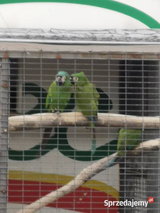 Ara Marakana Para 2023r i 2022r Dorosła do Lęgów Grodzisk Wielkopolski sprzedam