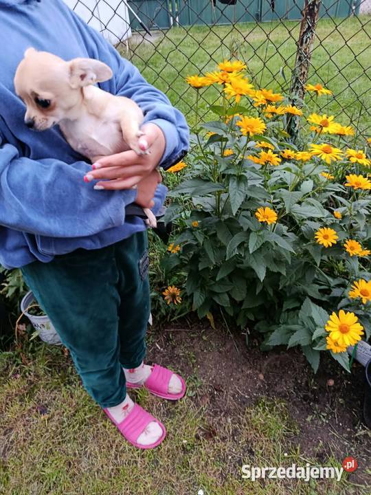 Chihuahua piesek szuka kochającego domu Płońsk