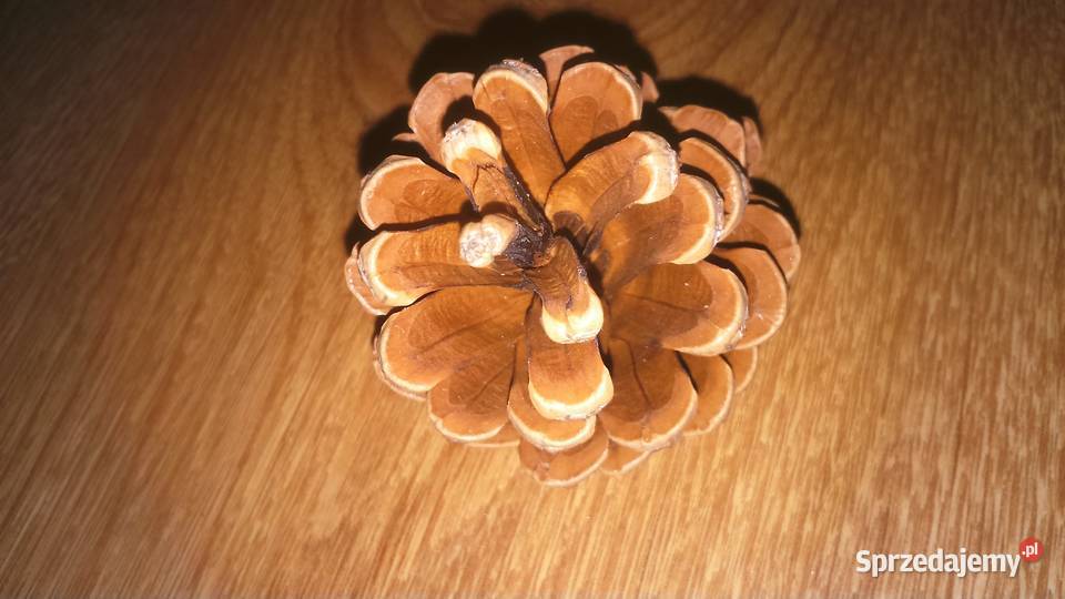 Piękne naturalne szyszki na choinkę na ozdoby Lublin sprzedam