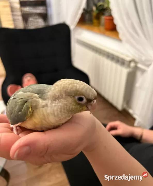 Rudosterki ręcznie karmione z dokumentami mazowieckie Sulbiny sprzedam