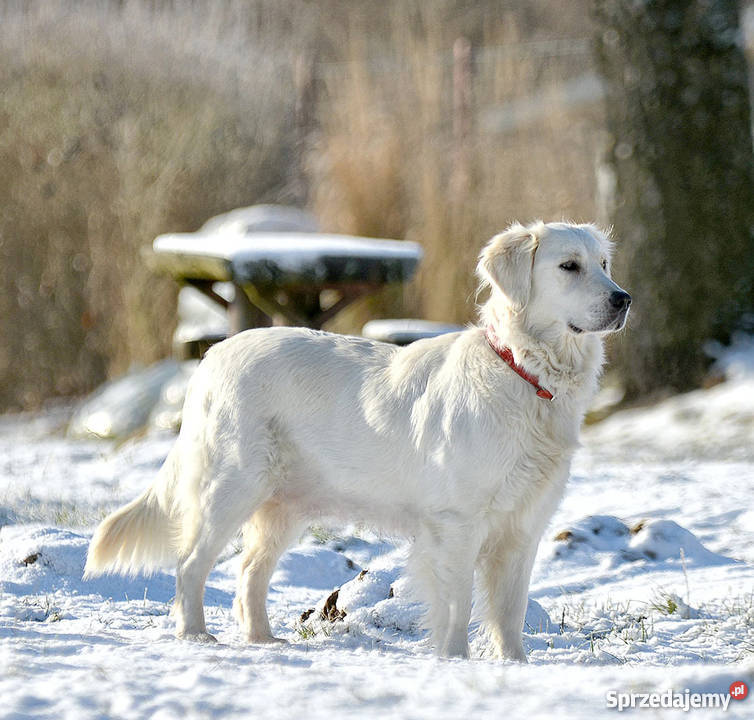 szczenięta Golden Retriever rezerwacja Głogów Małopolski sprzedam