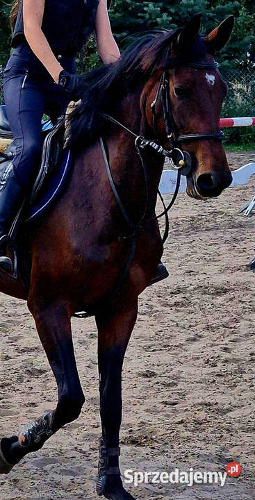 ChatGPT powiedział Młoda klacz z potencjałem Czarnków