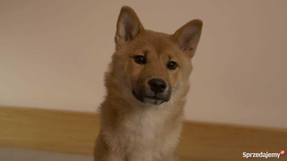 Shiba Inu cudowny psiak z RODOWODEM Iława
