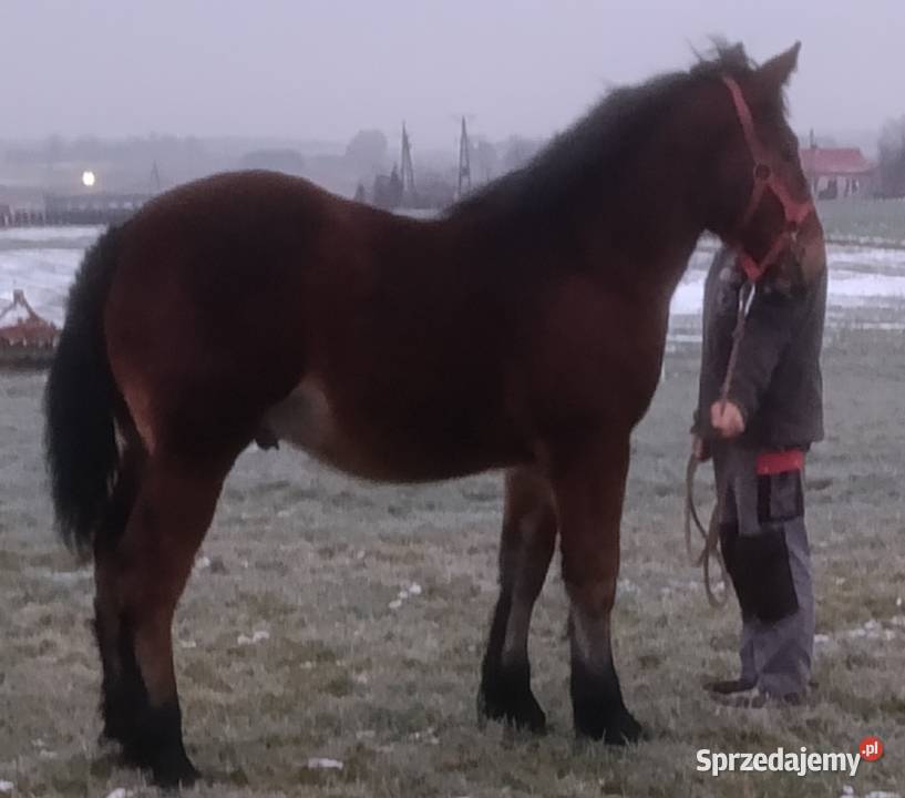 Źrebak zimnokrwisty sztum Aleksandrów