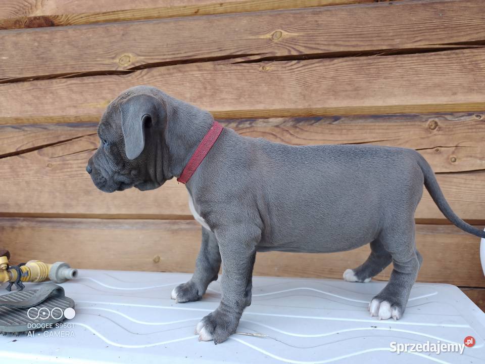 Amstaff SUCZKA American staffordshire terrier Zamek Bierzgłowski