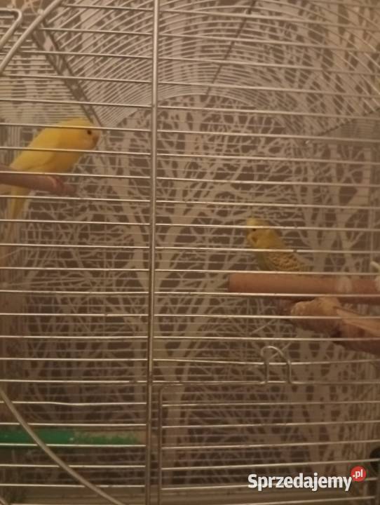 Ptaki ze zdjęcia Strzelce Opolskie