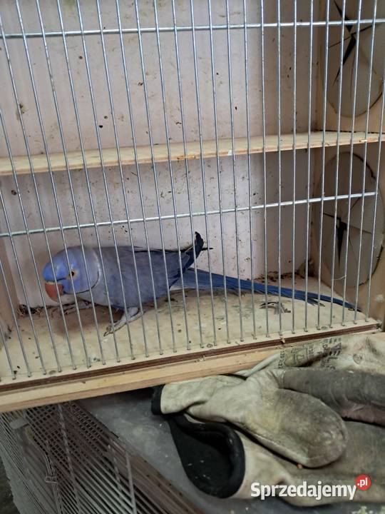 Sprzedam papugi Jędrzejów