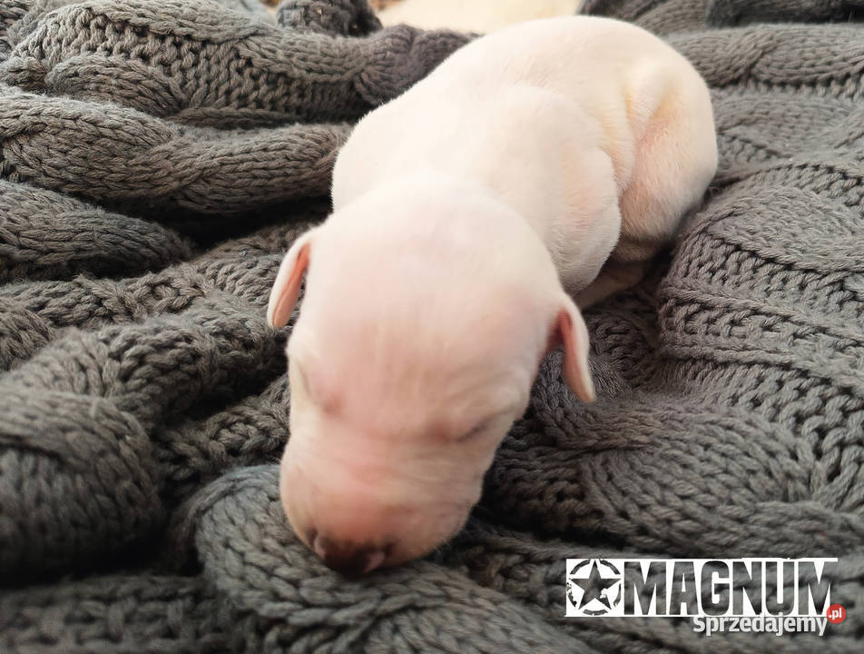 MAGNUM Whippet na sprzedaż piękne rasowe zdrowe Pozostałe Poznań