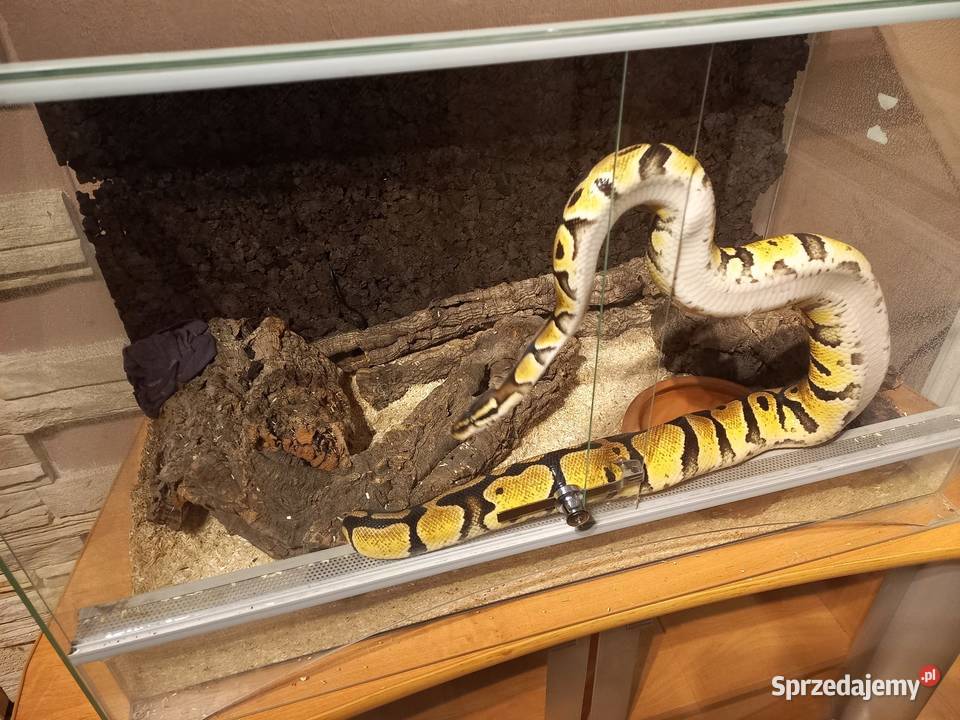 Pyton Królowski 2gen samiec Zwierzęta Łódź sprzedam