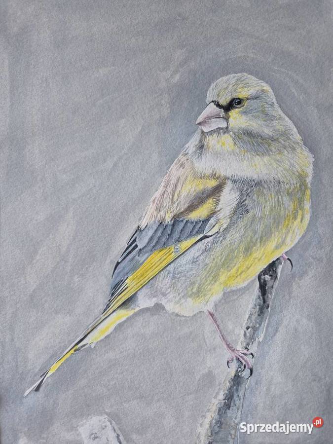 Dzwoniec ptak polski w akwareli artysty na Brzesko