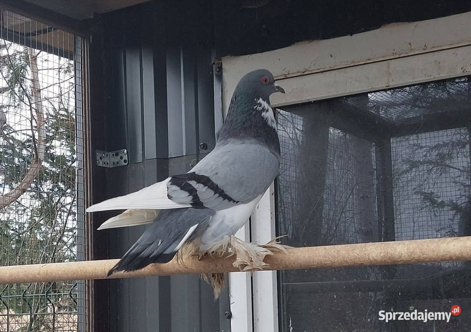 Garłacz pomorski para parzysta gołębie