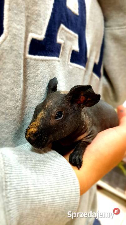 Świnka morska skinny samiczka z akcesoriami