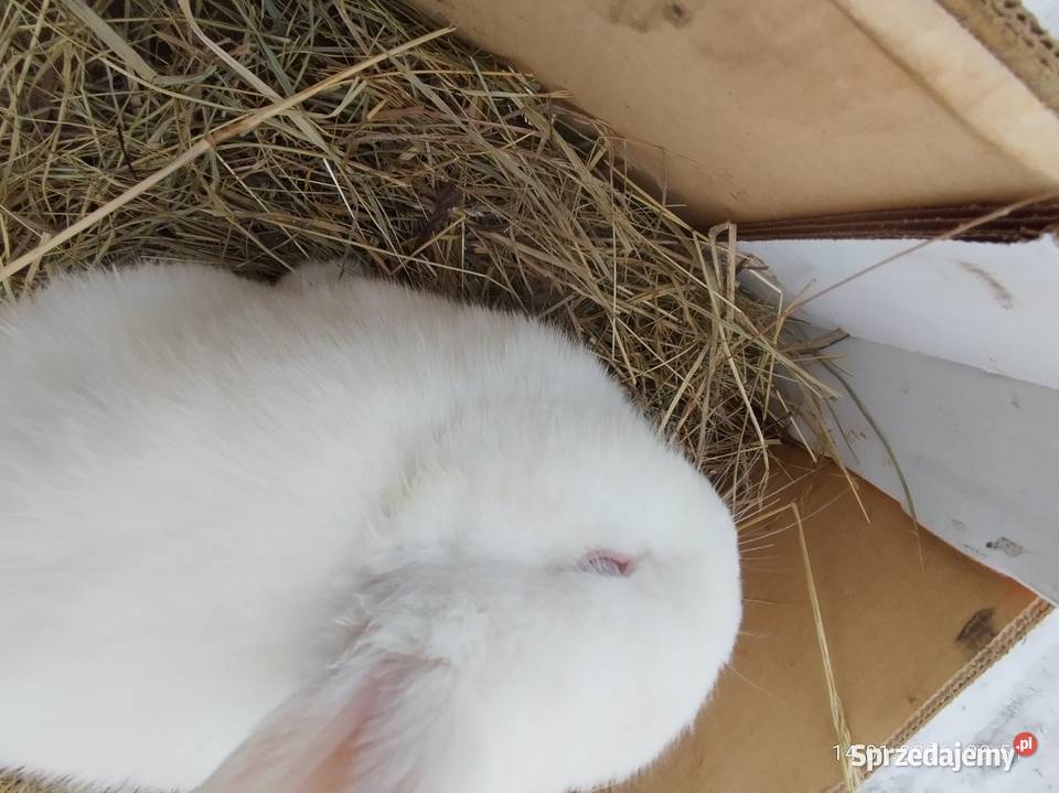 Samica nowozelandzka Szubin sprzedam