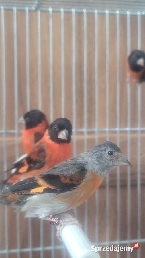 Czyzyki czerwone Wieliczka