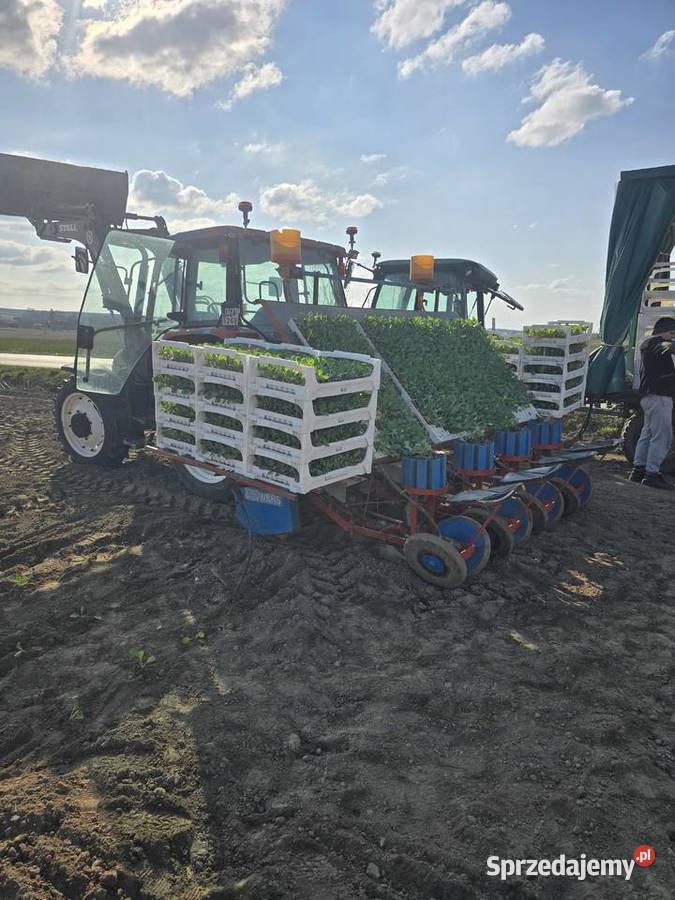 Sadzarka karuzelowa lubelskie Zubowice