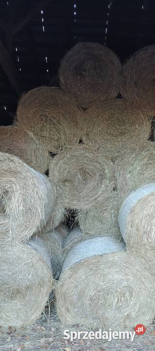siano 2025r 120x120 prasie pasowej w siatce Pińczów sprzedam