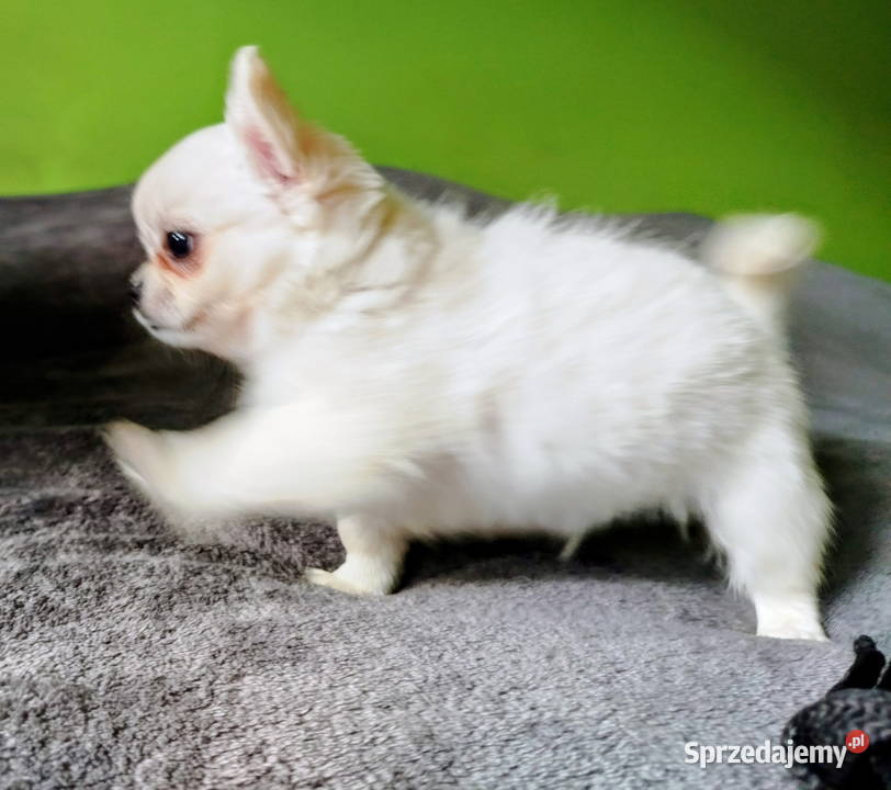Chihuahua maleńki piesek Konin sprzedam