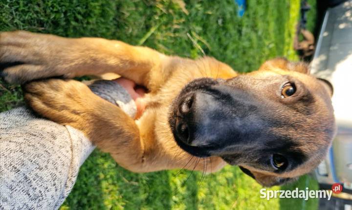 Owczarek Belgijski Malinos Rędziny