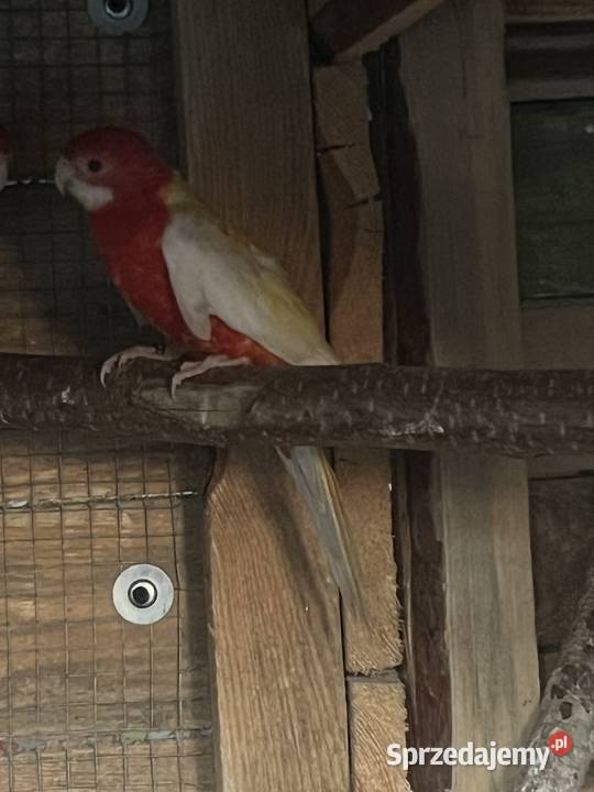 Sprzedam różne papugi Stobno Siódme