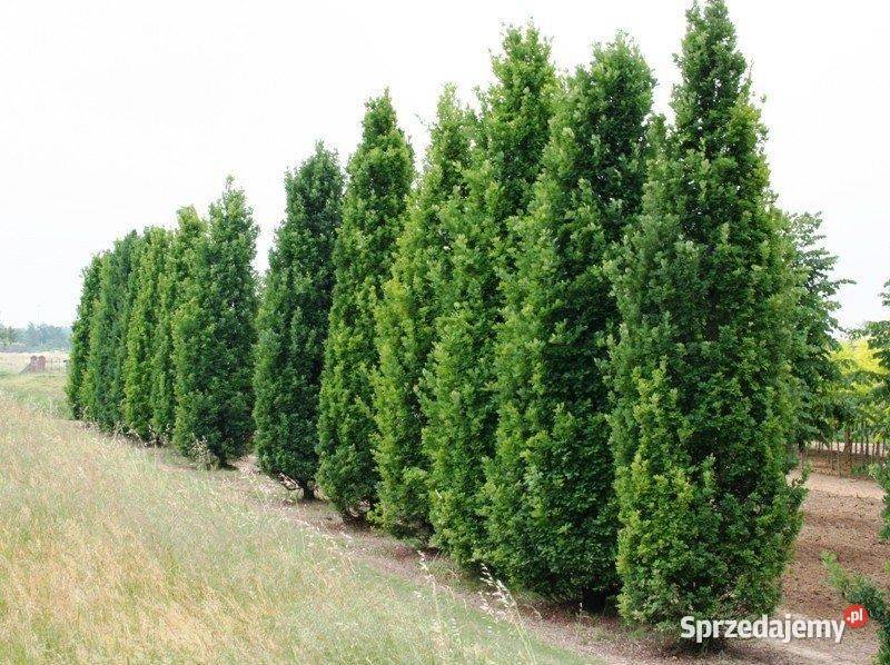 Grab Fastigiata Carpinus betulus obwód 1012 z