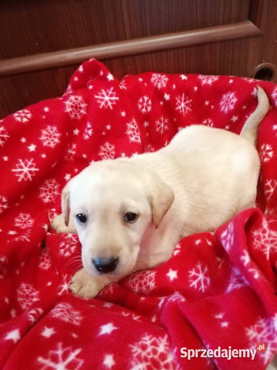 Sprzedam Labladory biszkoptowe szczeniaki