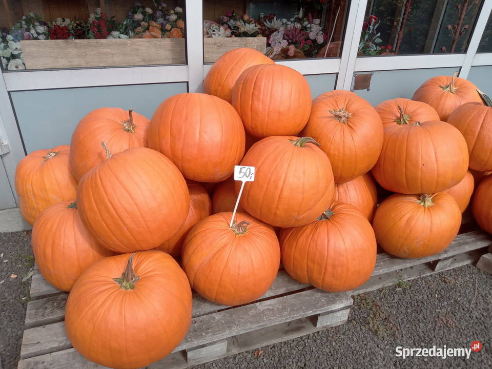 Dynie jadalne ozdobne i halloween Ryczów