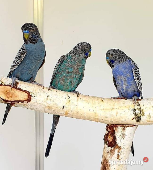 papużka falista blackface łatwo się oswaja może Opole sprzedam